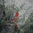 Image of Prostrate Banksia