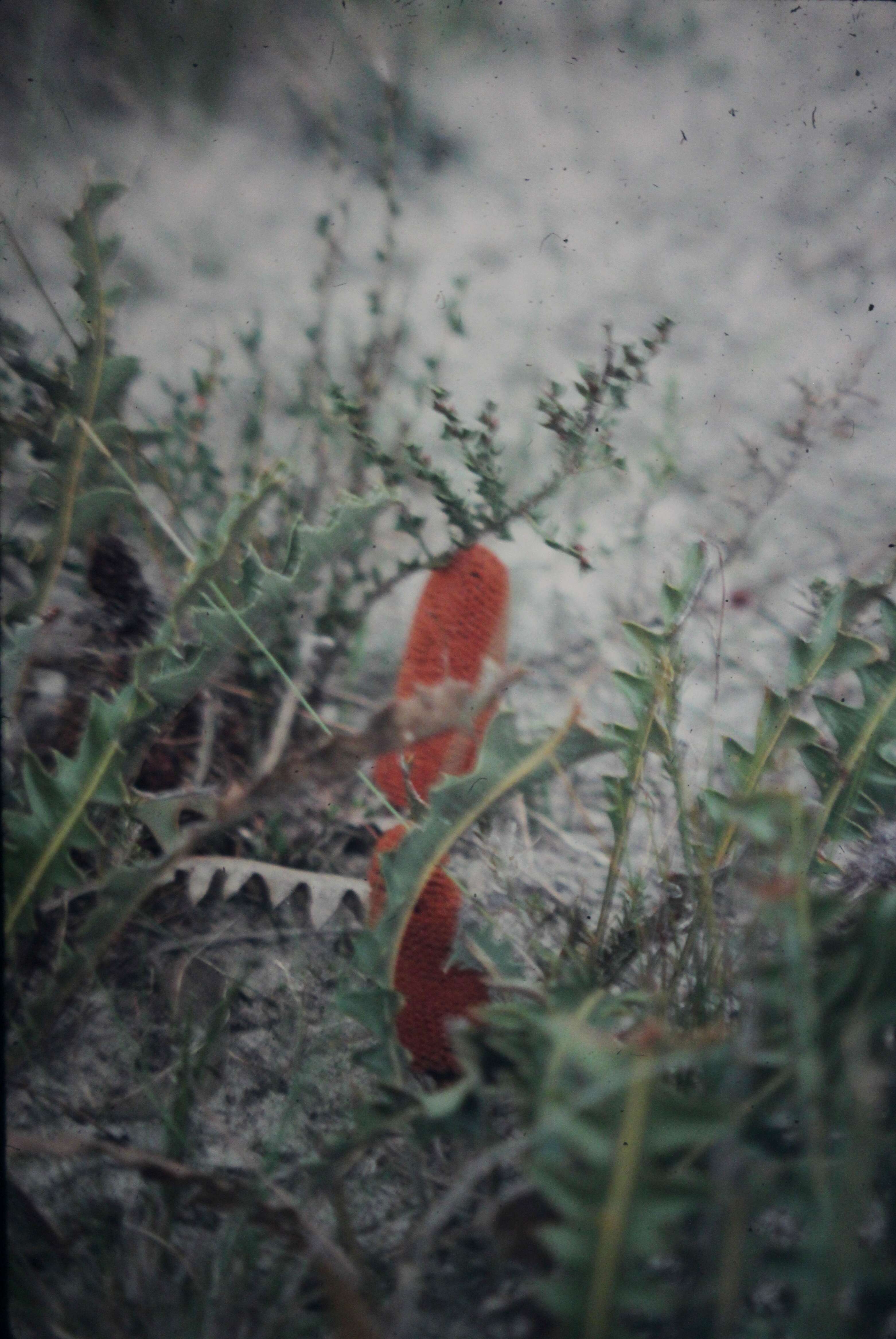 Imagem de Banksia gardneri A. S. George