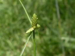 Image of slimjim flatsedge