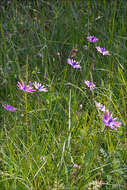 Image of broad-leaved anemone