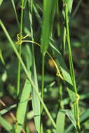 Imagem de Bromus sterilis L.