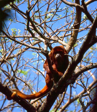 Image of Colombian Red Howler Monkey