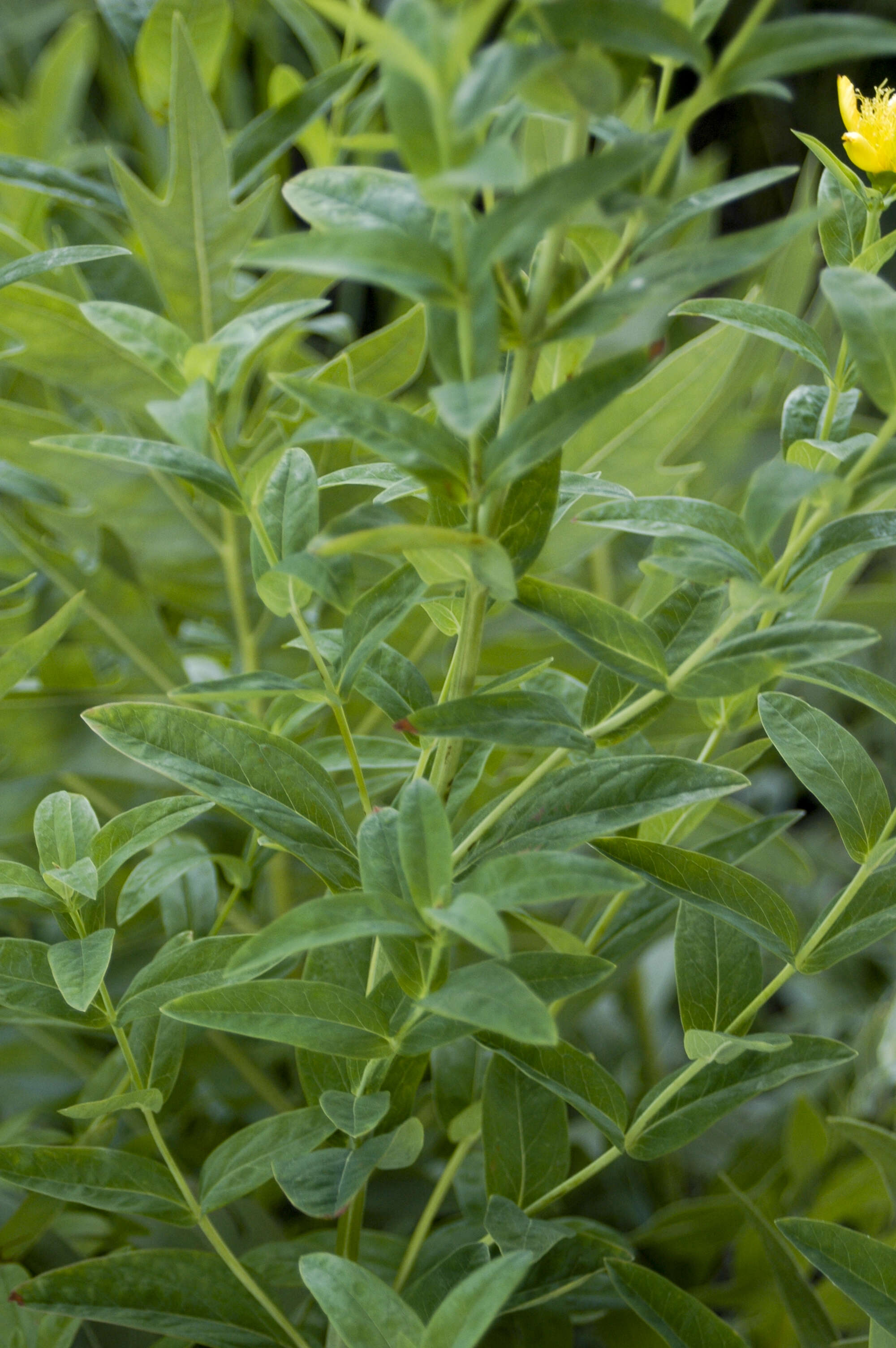 Image of great St. Johnswort