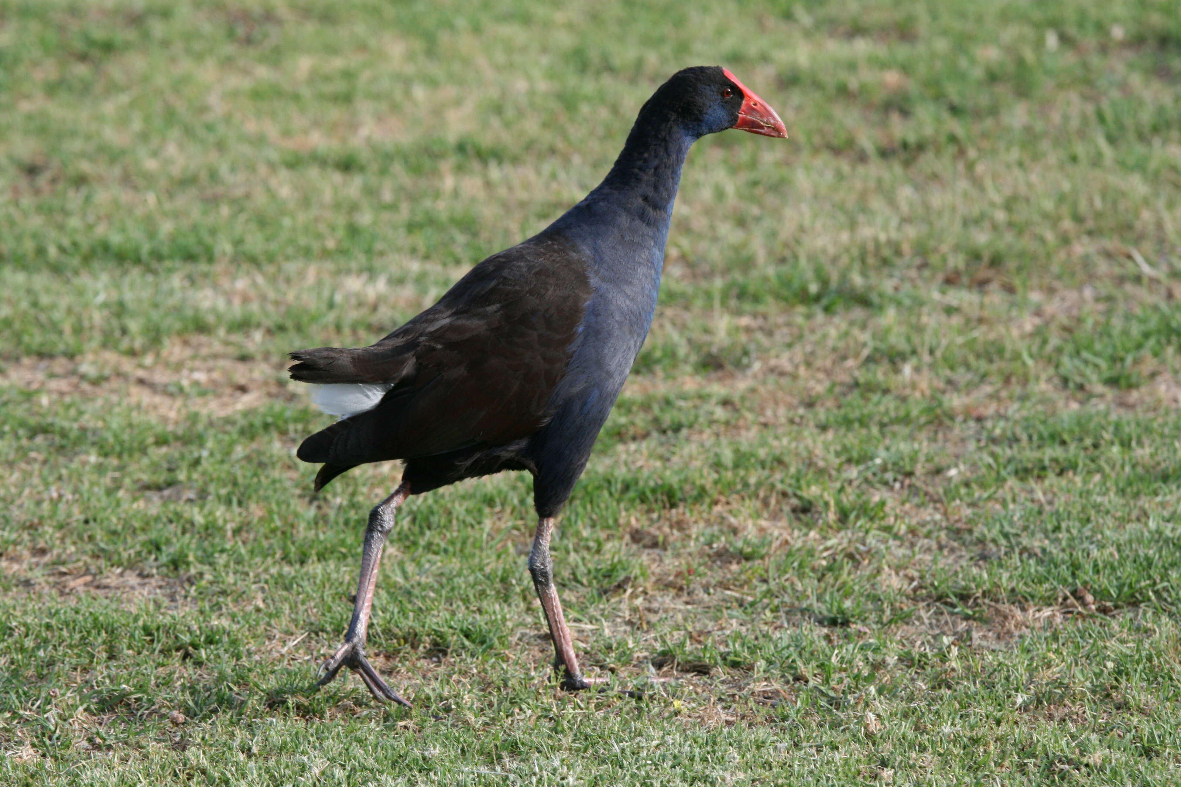 Image of Swamphen