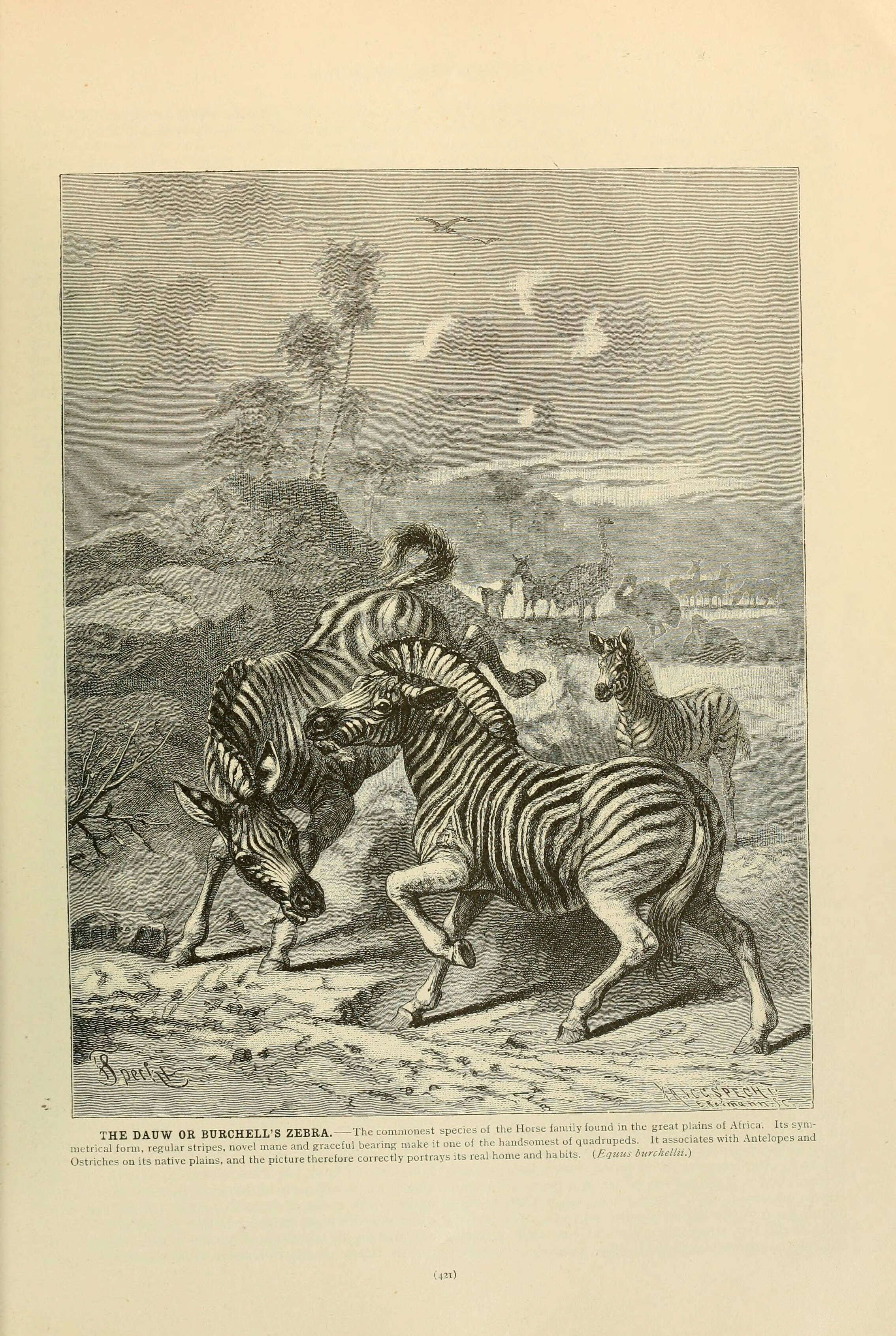 Image de Equus quagga Boddaert 1785