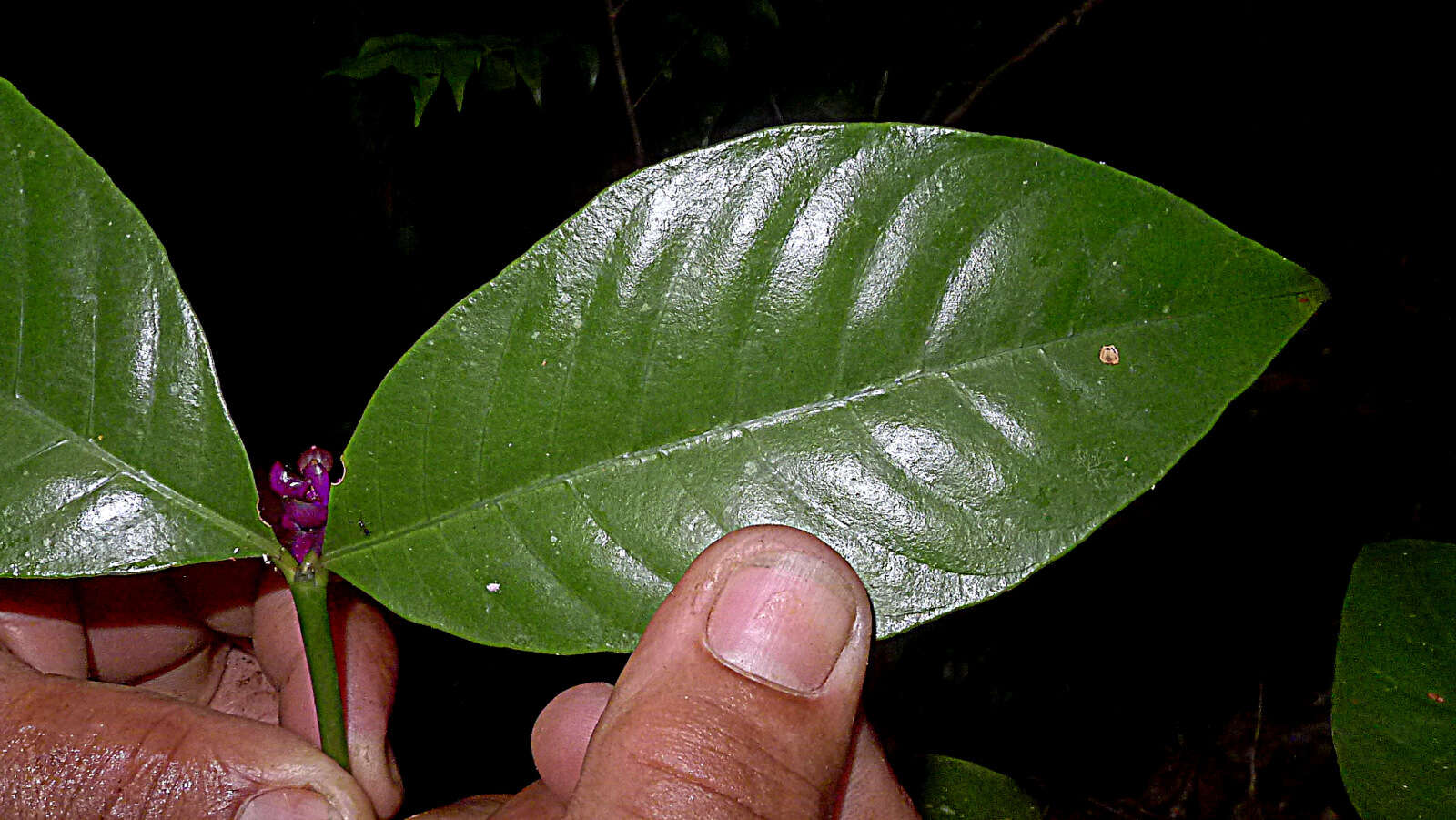 Plancia ëd Psychotria platypoda DC.