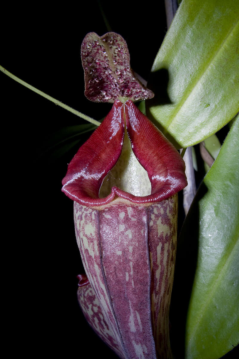 Image of Nepenthes talaganesensis × Nepenthes maxima