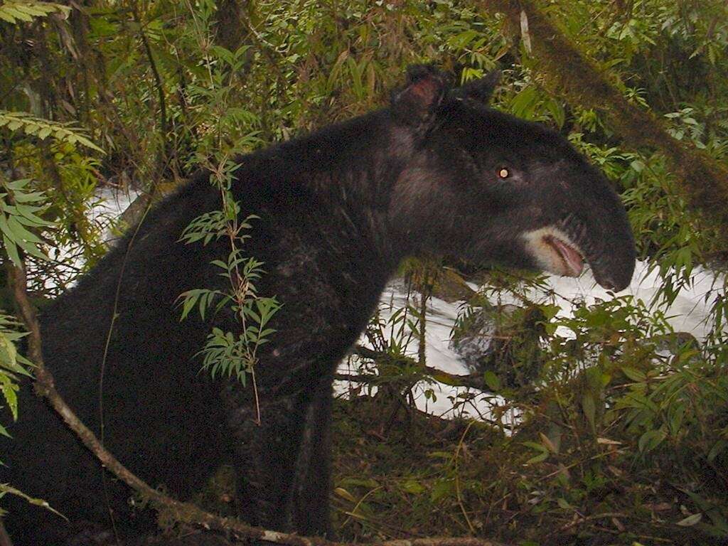 Plancia ëd Tapirus Brünnich 1771