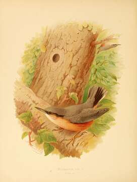 Image of Eurasian Nuthatch