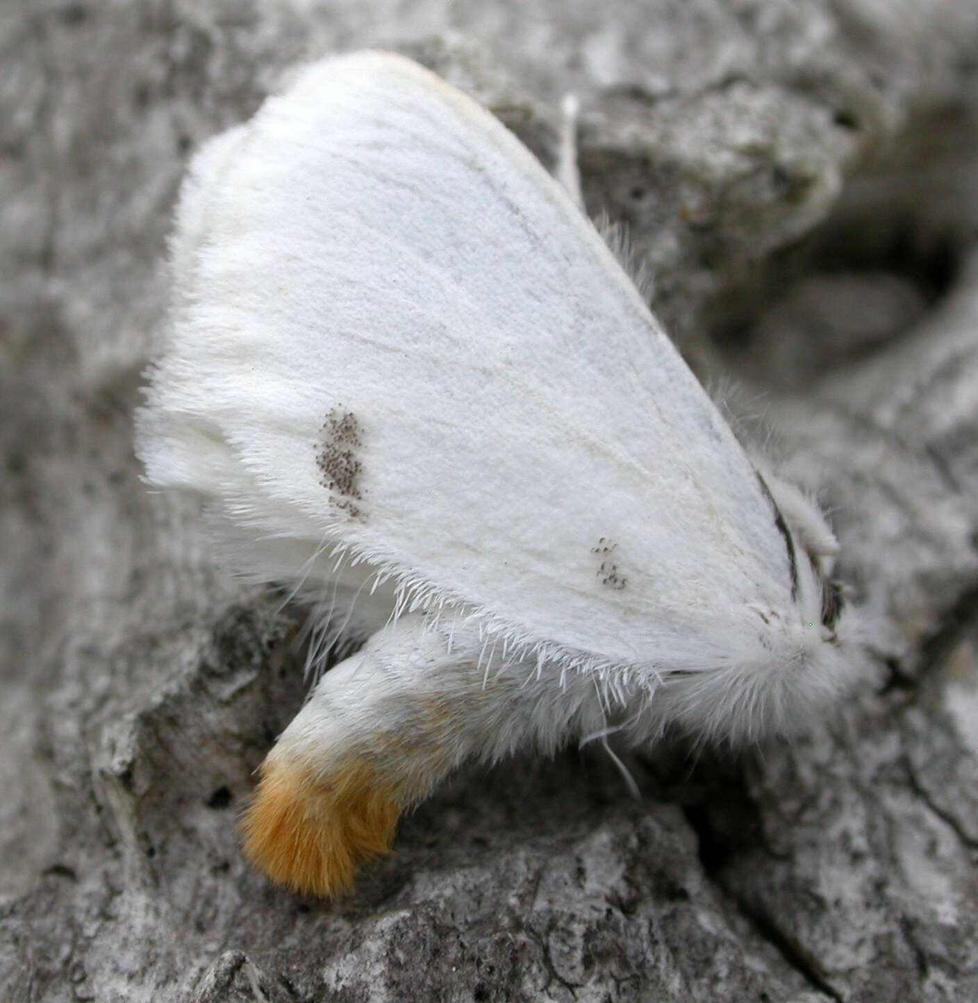 Image of yellow-tail