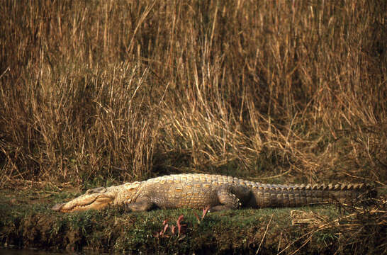 Image of Broad-snouted Crocodile