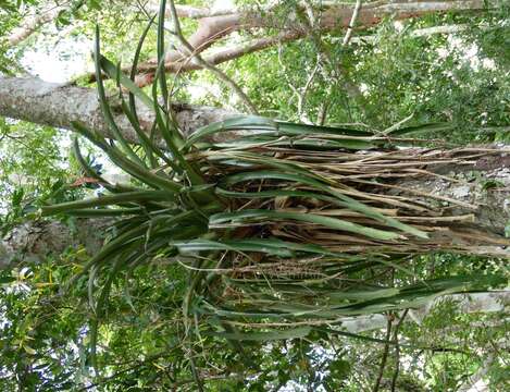 Image of Aechmea bracteata (Sw.) Griseb.