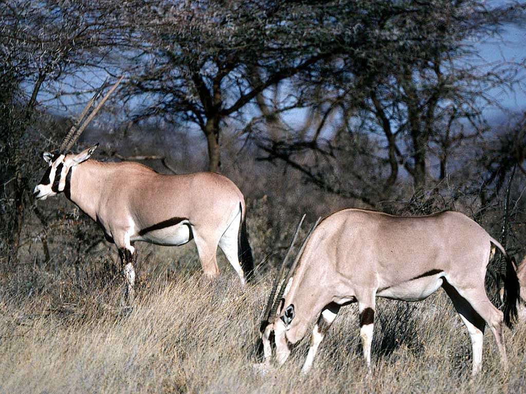 Image of Gemsbok