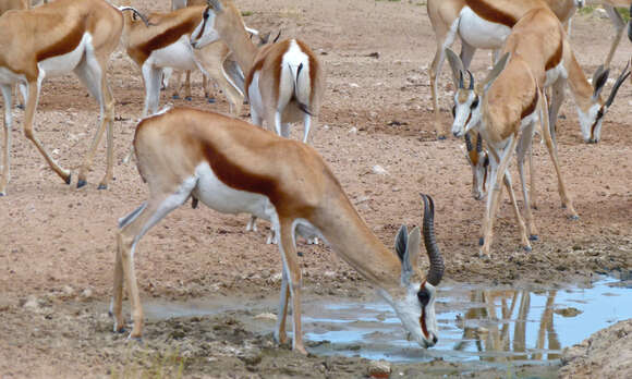 Image of Springbok