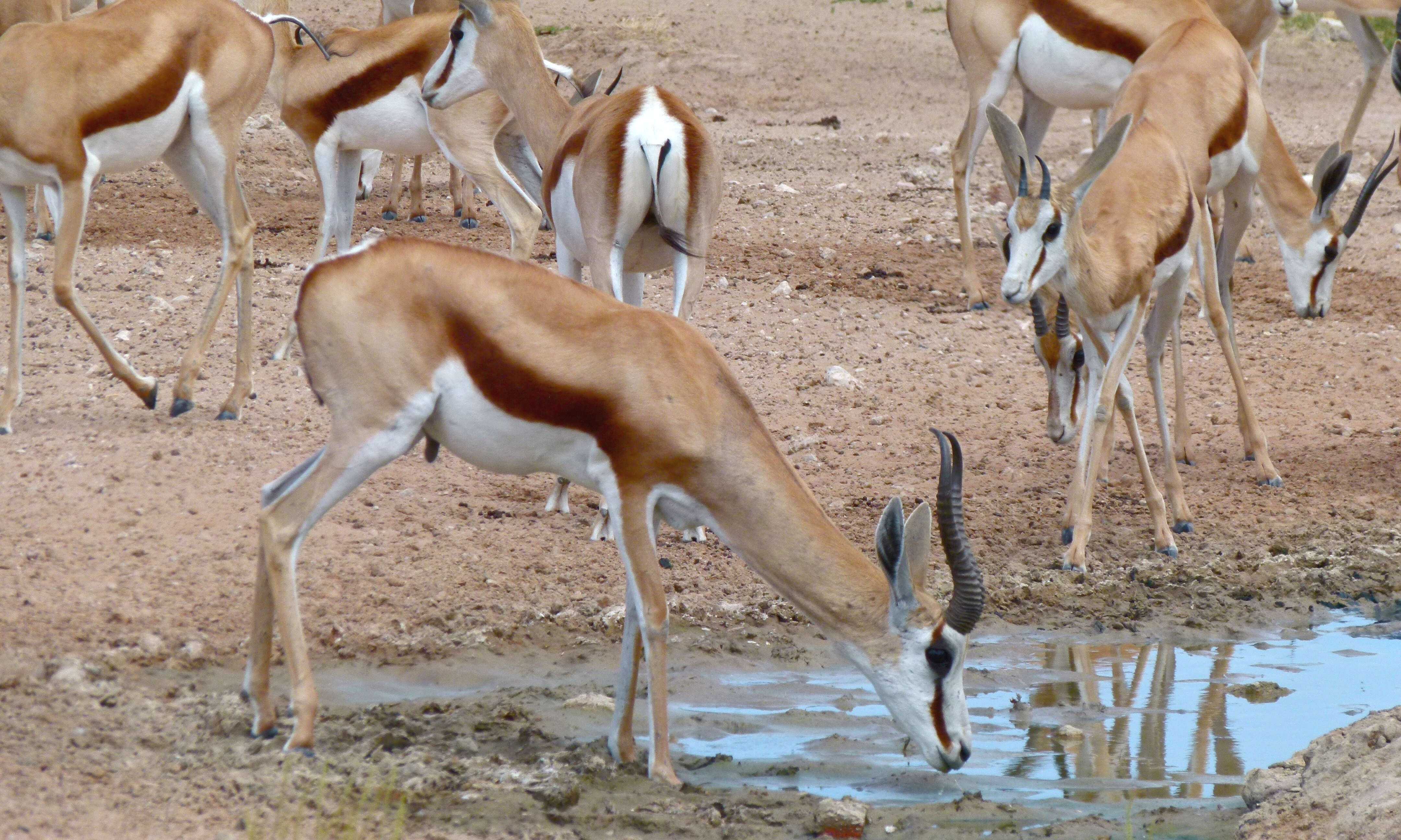 Image of Springbok