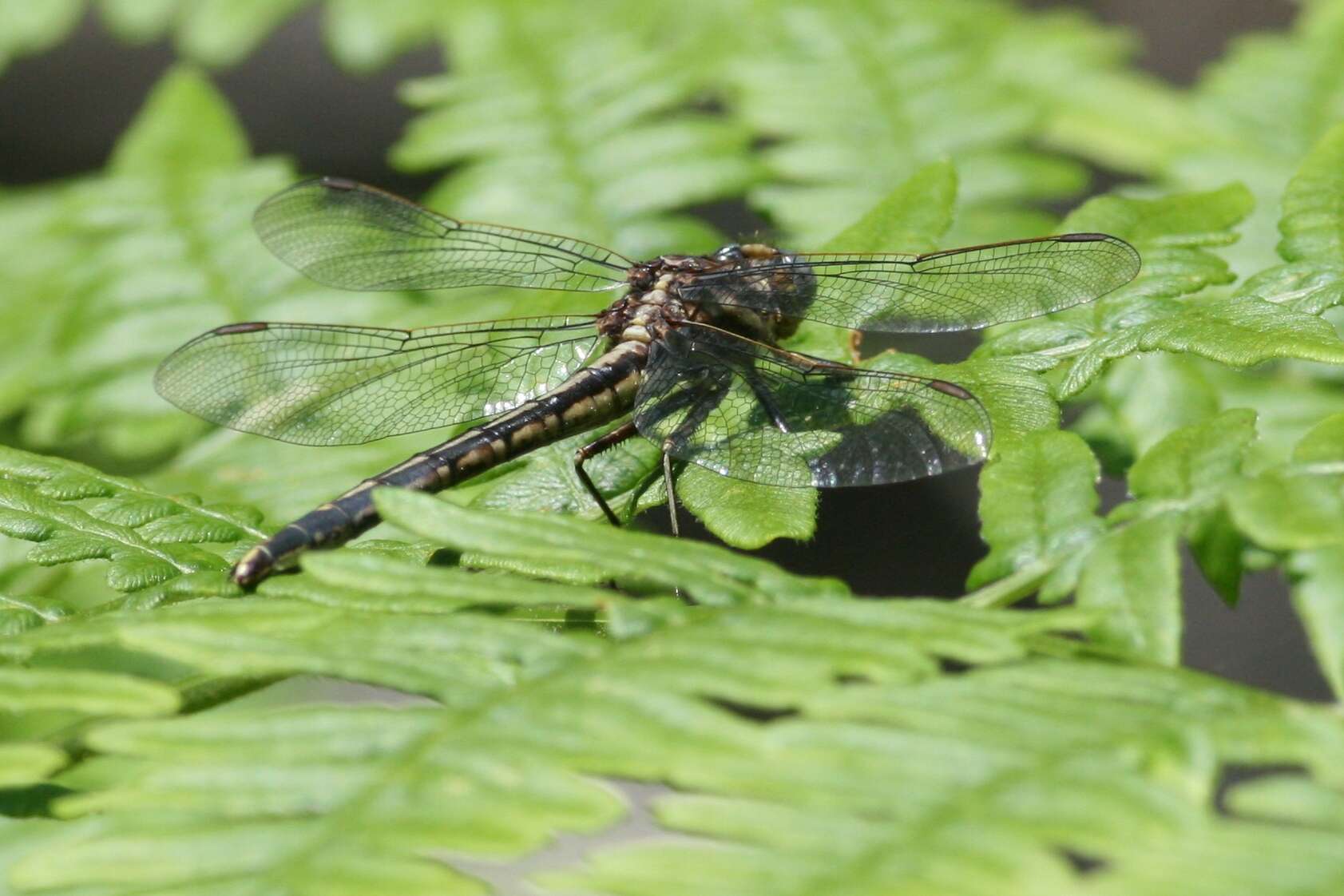 Image of Leucorrhinia Brittinger 1850