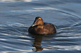 Image of Eider