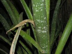 Billbergia macrolepis L. B. Sm.的圖片