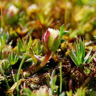 Image of Brachyscome perpusilla (Steetz) J. Black