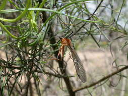 Image of hangingflies