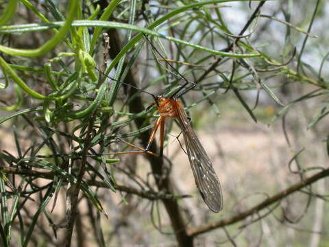 Image of Harpobittacus australis (Klug 1838)