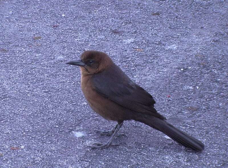 Image de Quiscale bronzé