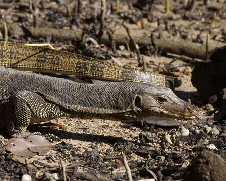 Image of Common Water Monitor