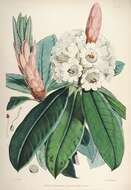 Image of Rhododendron grande Wight