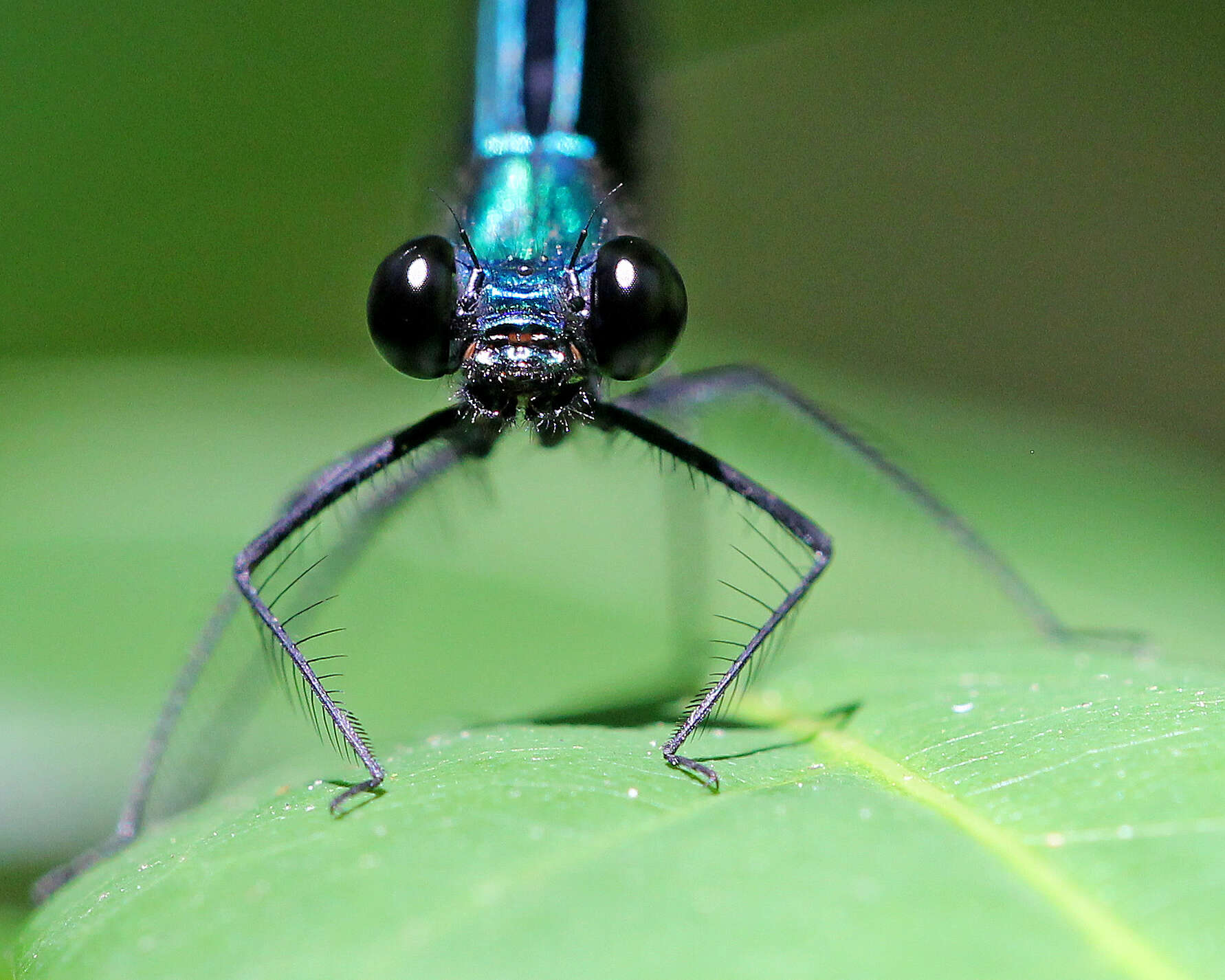 Image of Ebony Jewelwing