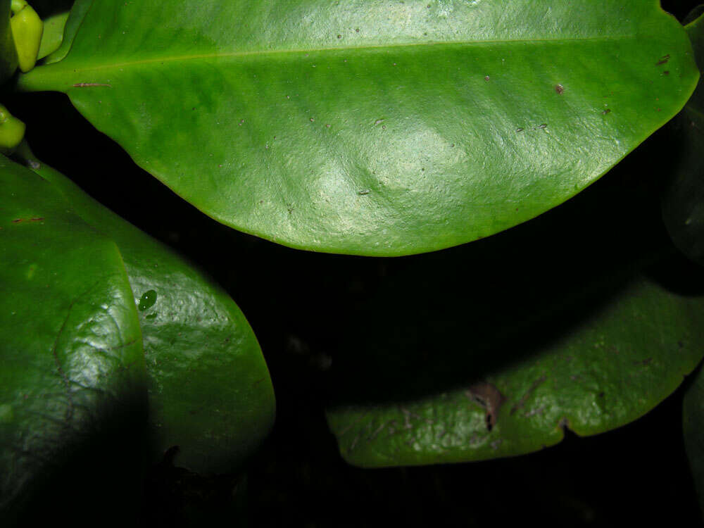 Image of mangrove