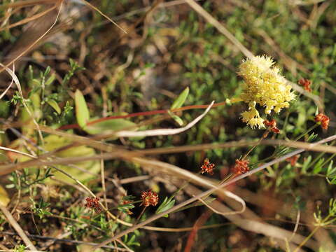 Image of Hylotelephium maximum (L.) J. Holub