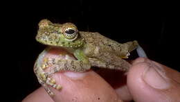 Image of Itapotihyla Faivovich, Haddad, Garcia, Frost, Campbell & Wheeler 2005