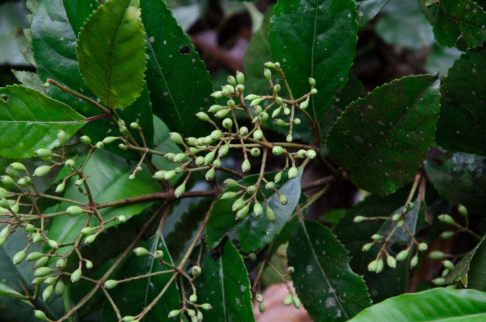 Image of Viburnum erubescens Wall.