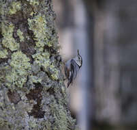 Image of nuthatches and relatives