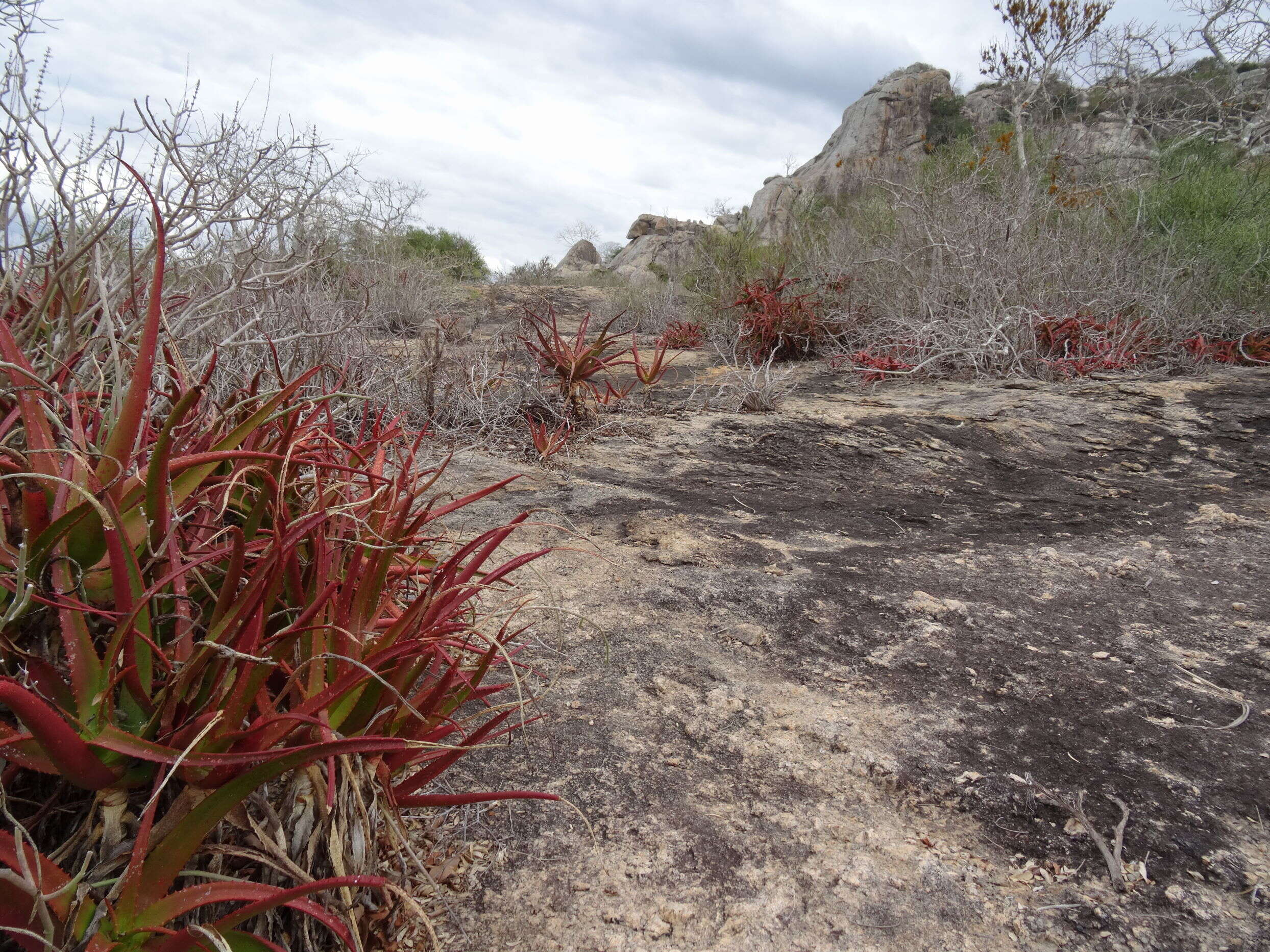 Image of Aloe mawii Christian