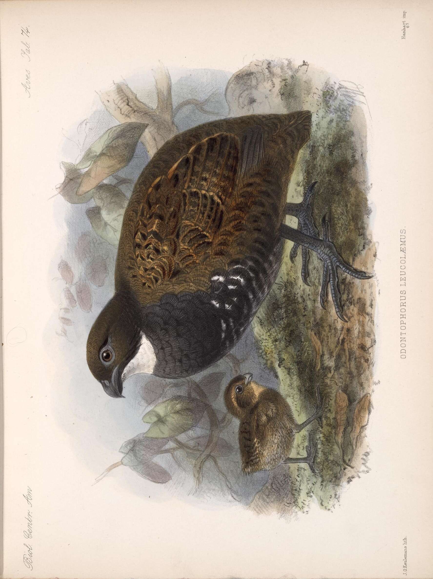 Image of Black-breasted Wood Quail