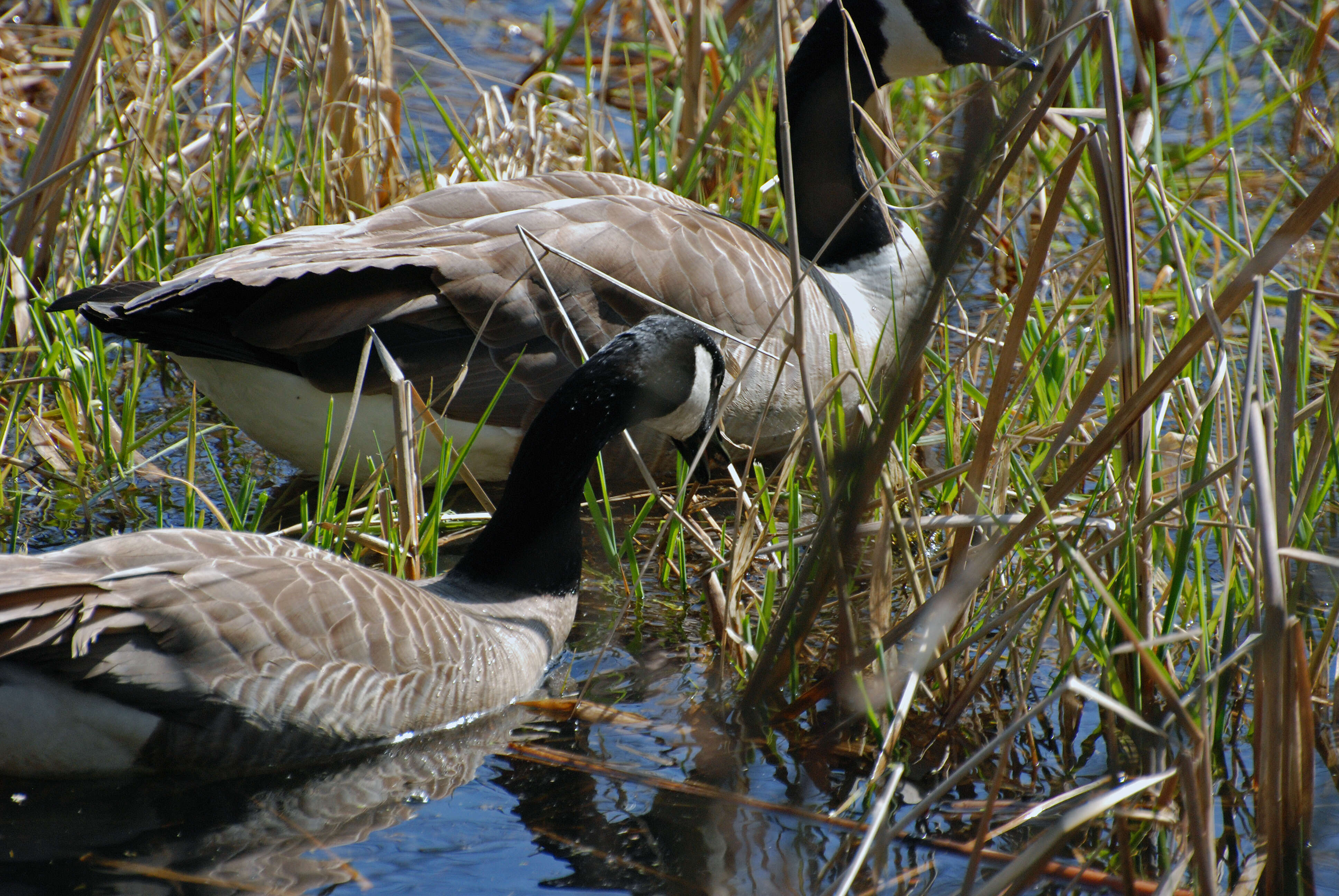 Image of Hawaiian goose