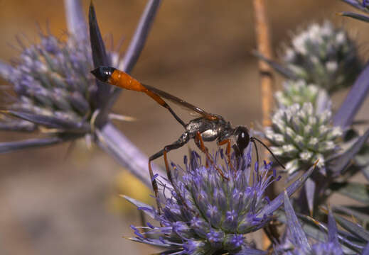 Image de Ammophila heydeni Dahlbom 1845