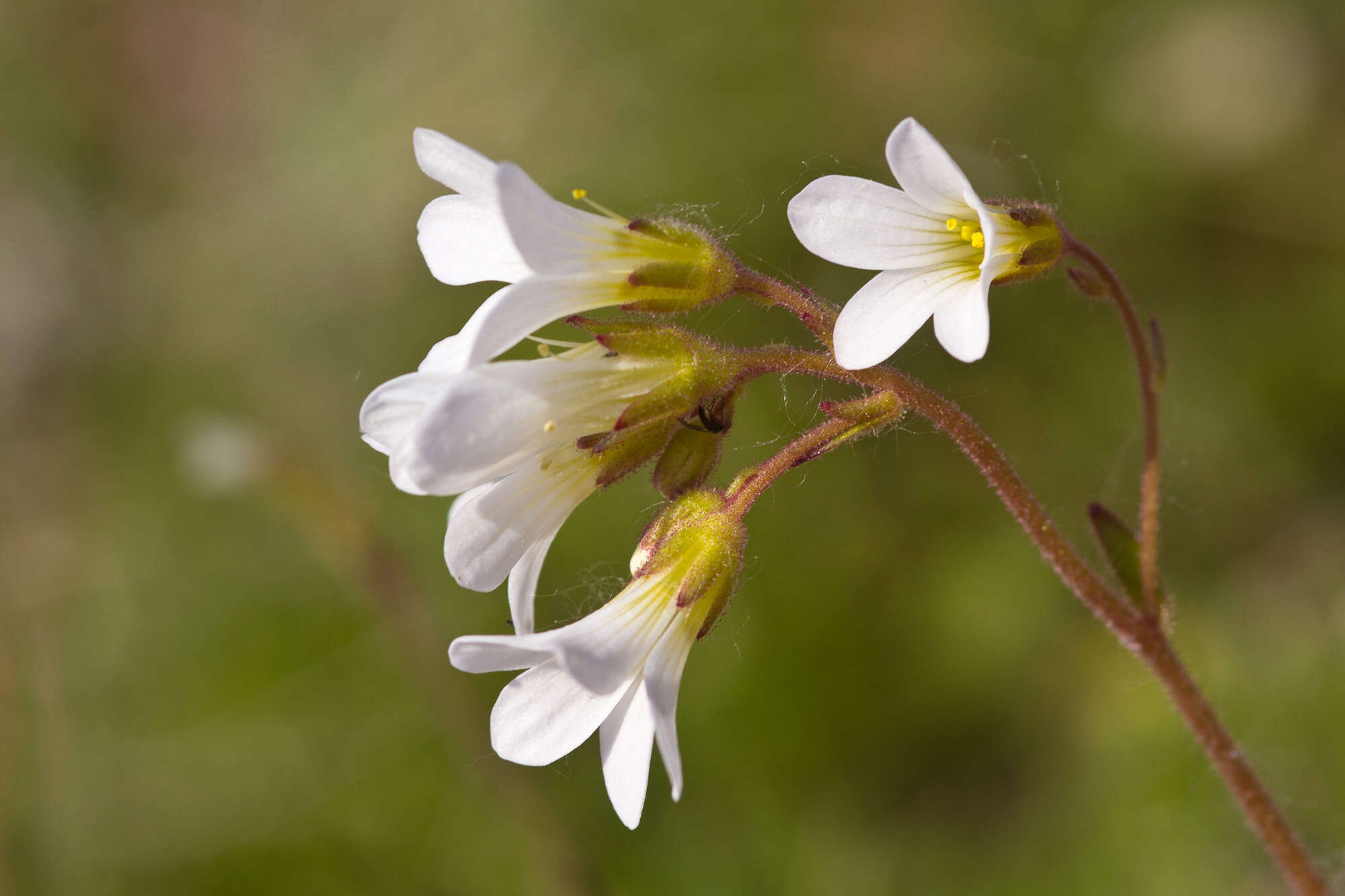 Image of Livelong Saxifrage