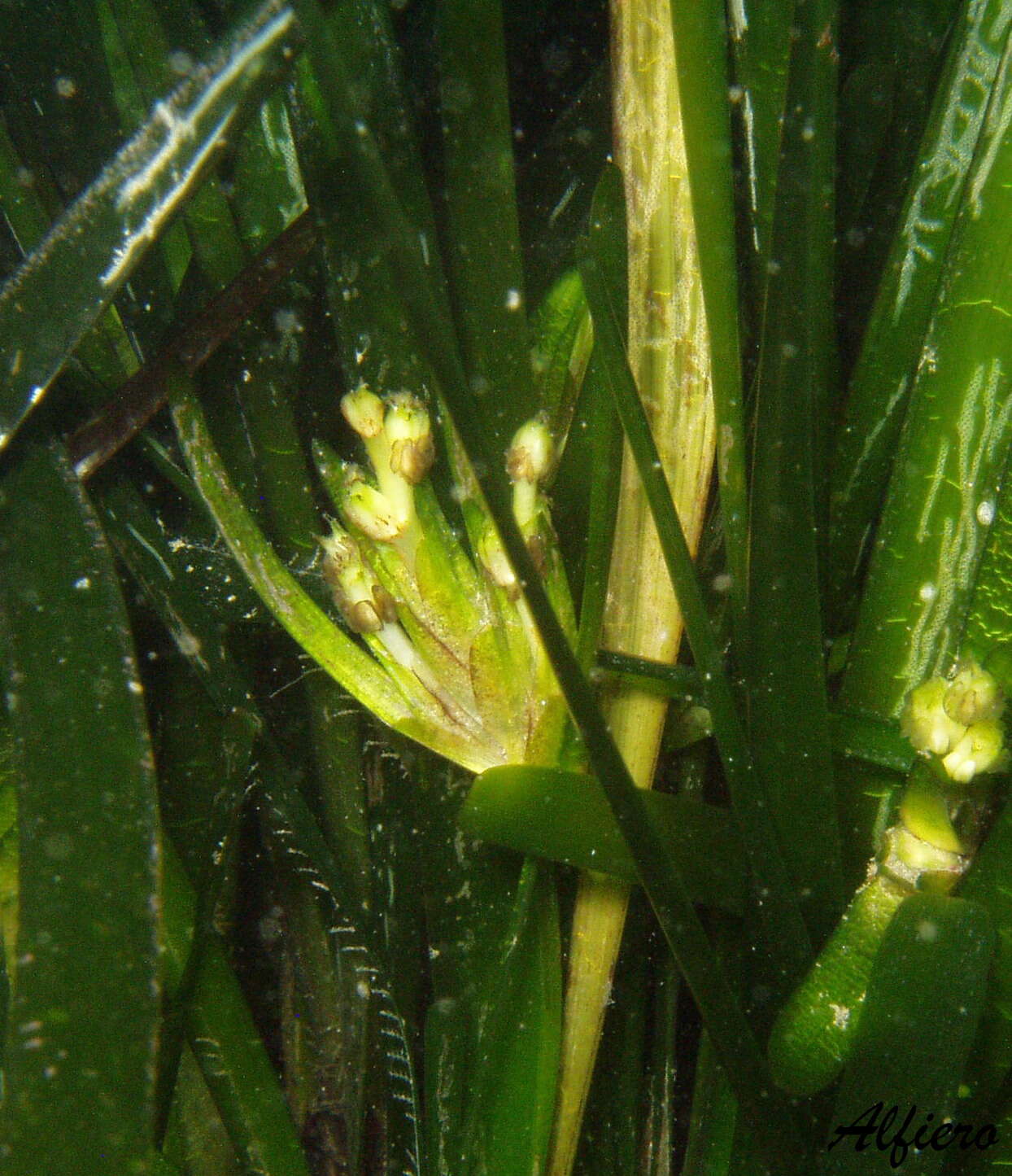 Imagem de Posidoniaceae