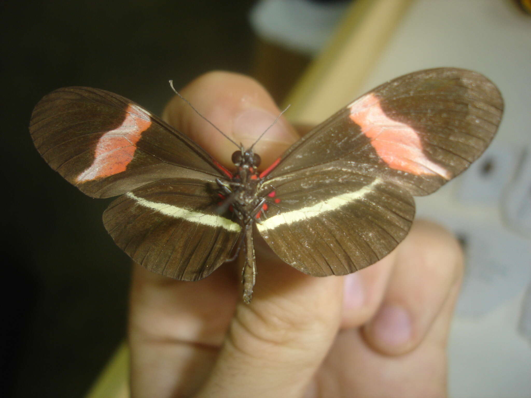 Image de Heliconius