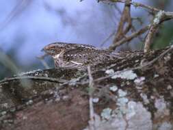 Image of Lesser Nighthawk