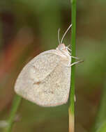 Image of Eurema