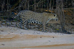 Image of Jaguar