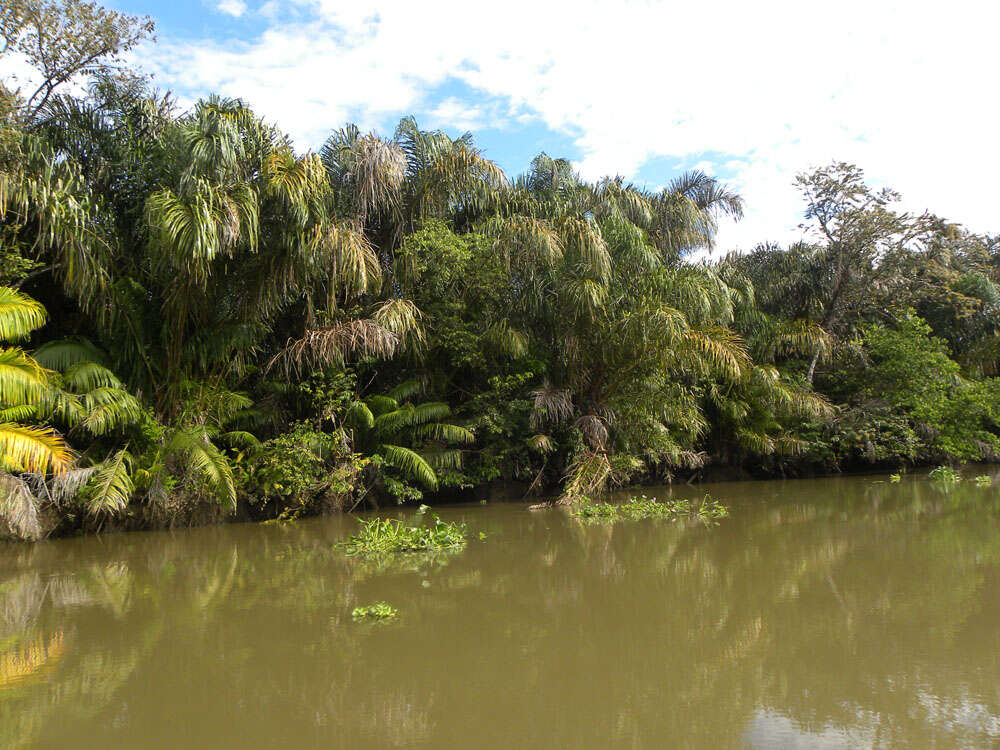 Image of raffia palm