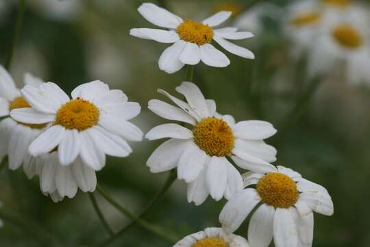 Image of feverfew