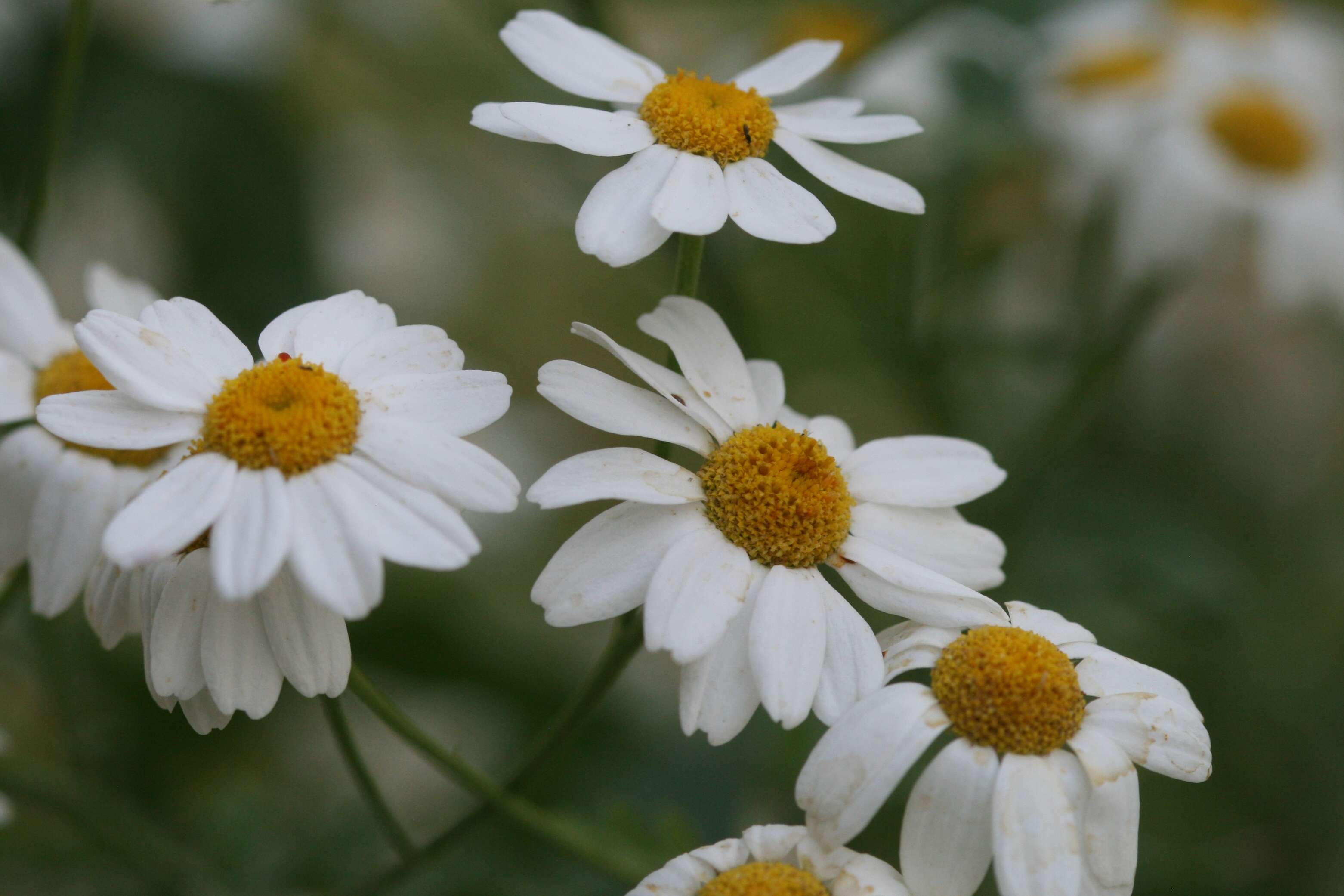 Слика од Tanacetum