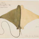 Image of Brazilian Cownose Ray