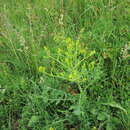 Image of perennial bastardcabbage