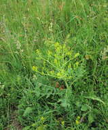 Image of perennial bastardcabbage